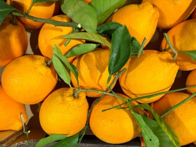 Foto Arance Tarocco Affogliato Calibro 4 Origine Italia Marchio Eccellenza Capitale  2